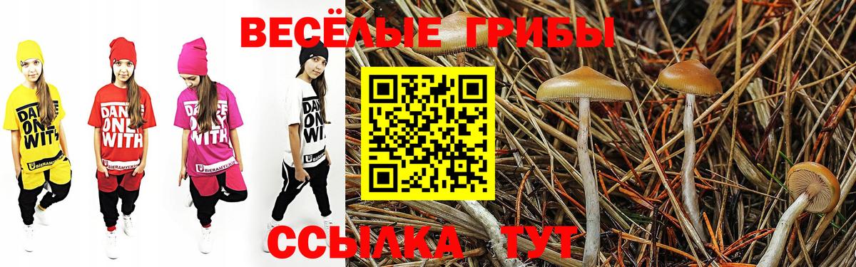 Галлюциногенные грибы Psilocybe Прохладный